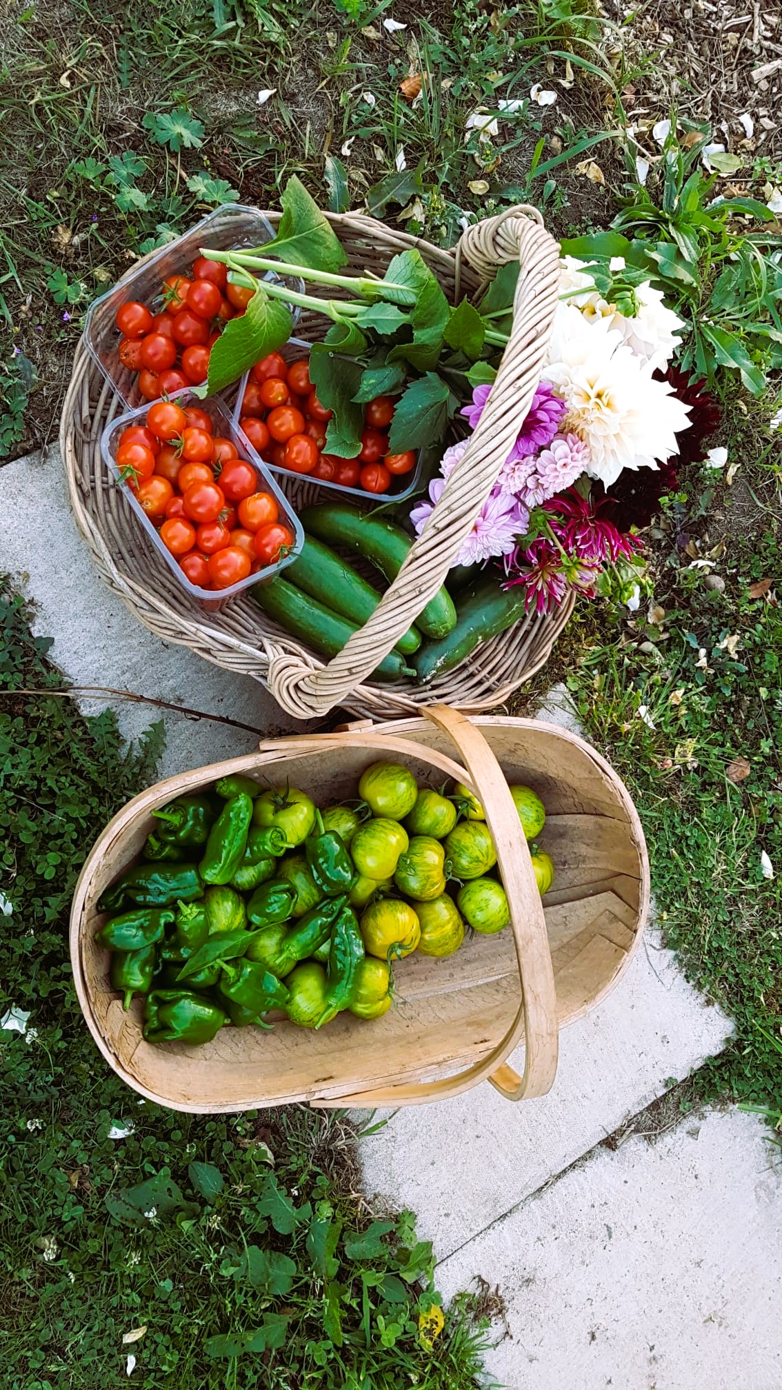 Harvest basket